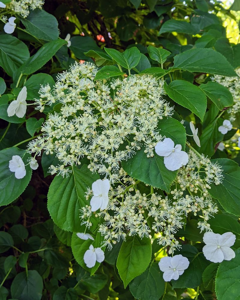 Climbing Hydrangea