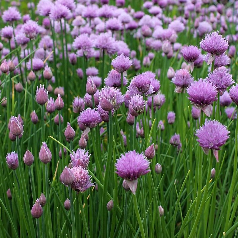 Chives