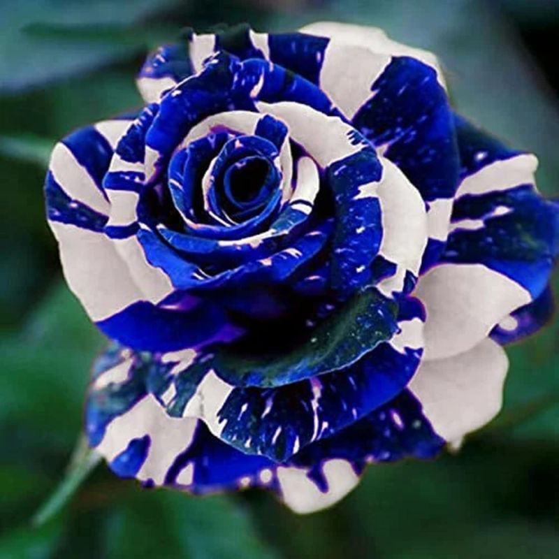 Blue or Unnaturally Colored Roses