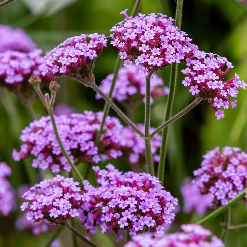 Verbena