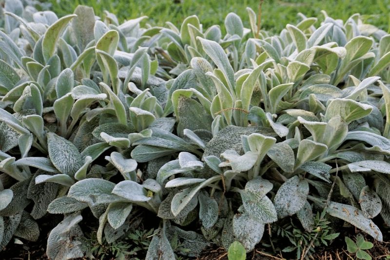 Lamb's Ear