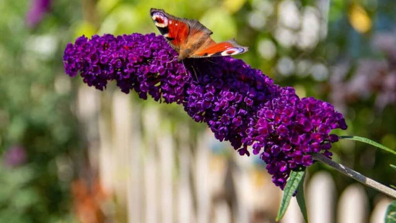 Butterfly Bush (Buddleia)