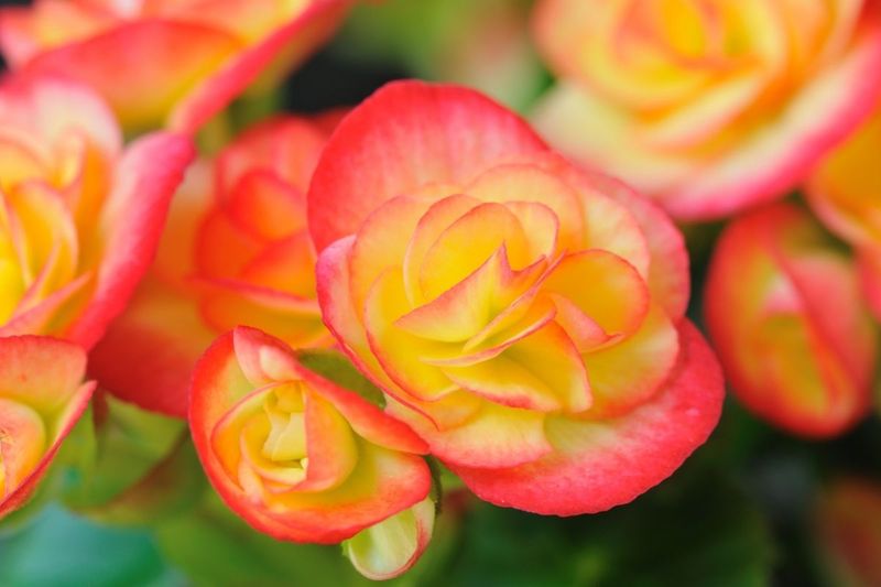 Tuberous Begonia