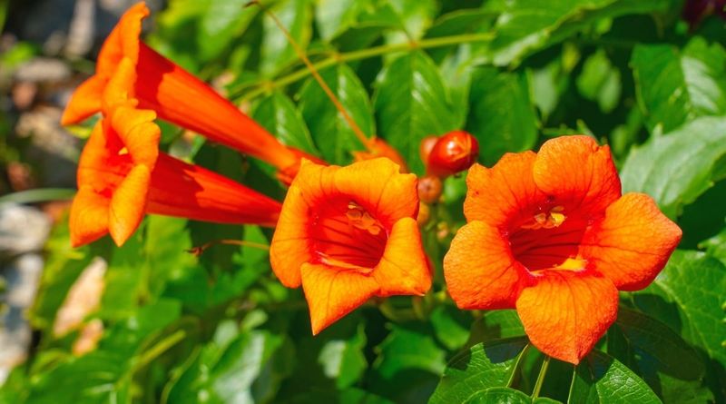Trumpet Vine
