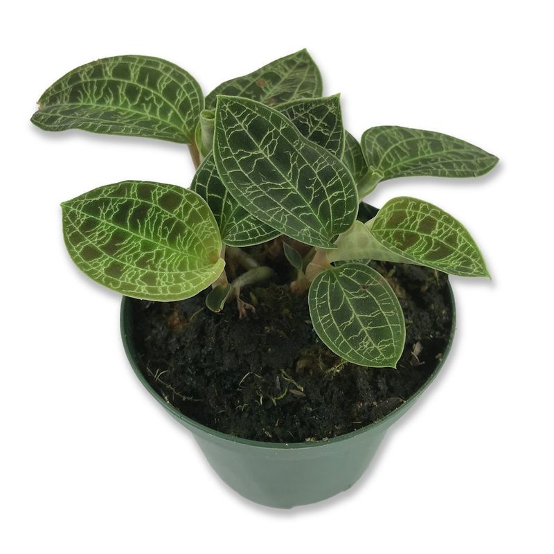 Jewel Orchid