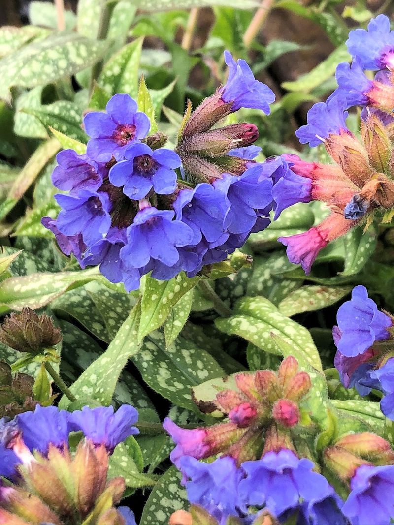 Lungwort