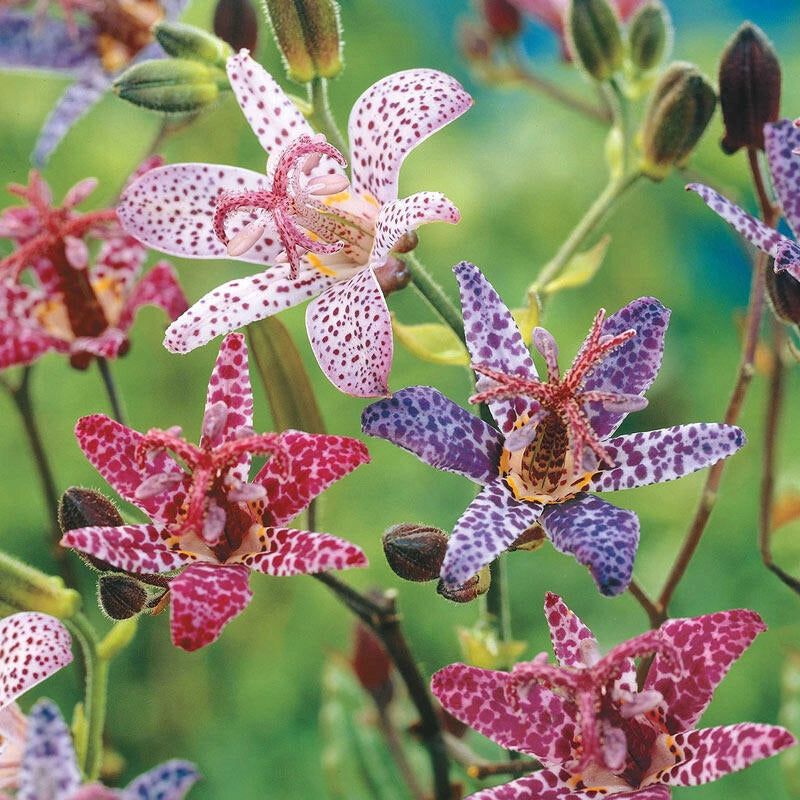 Toad Lily