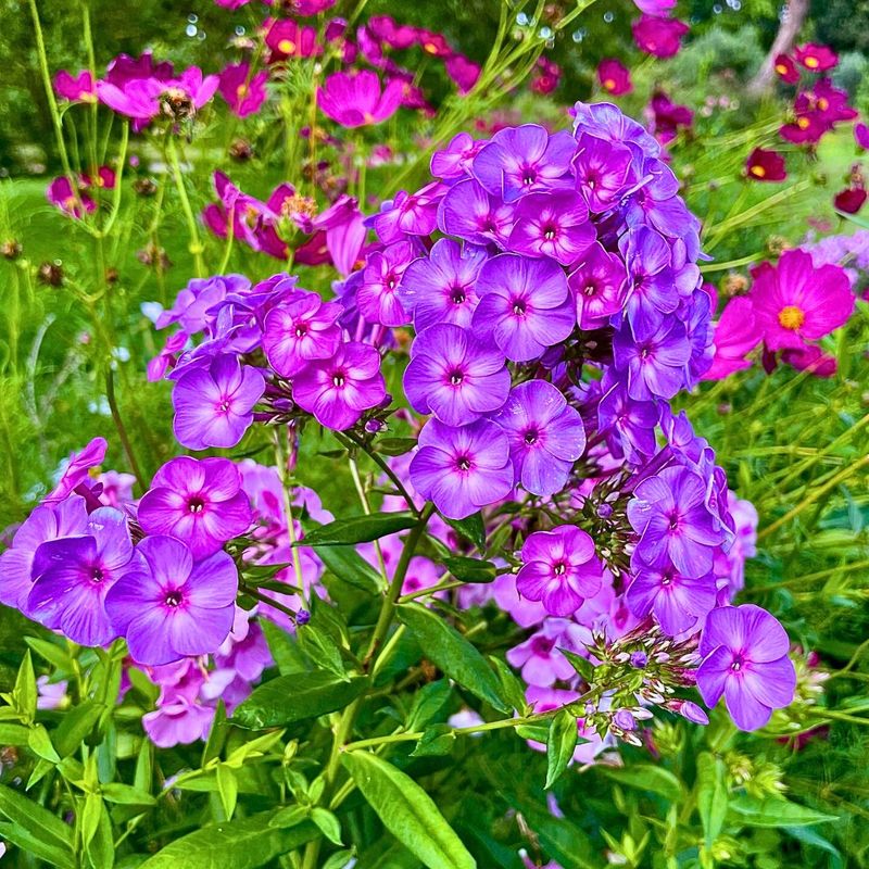 Phlox