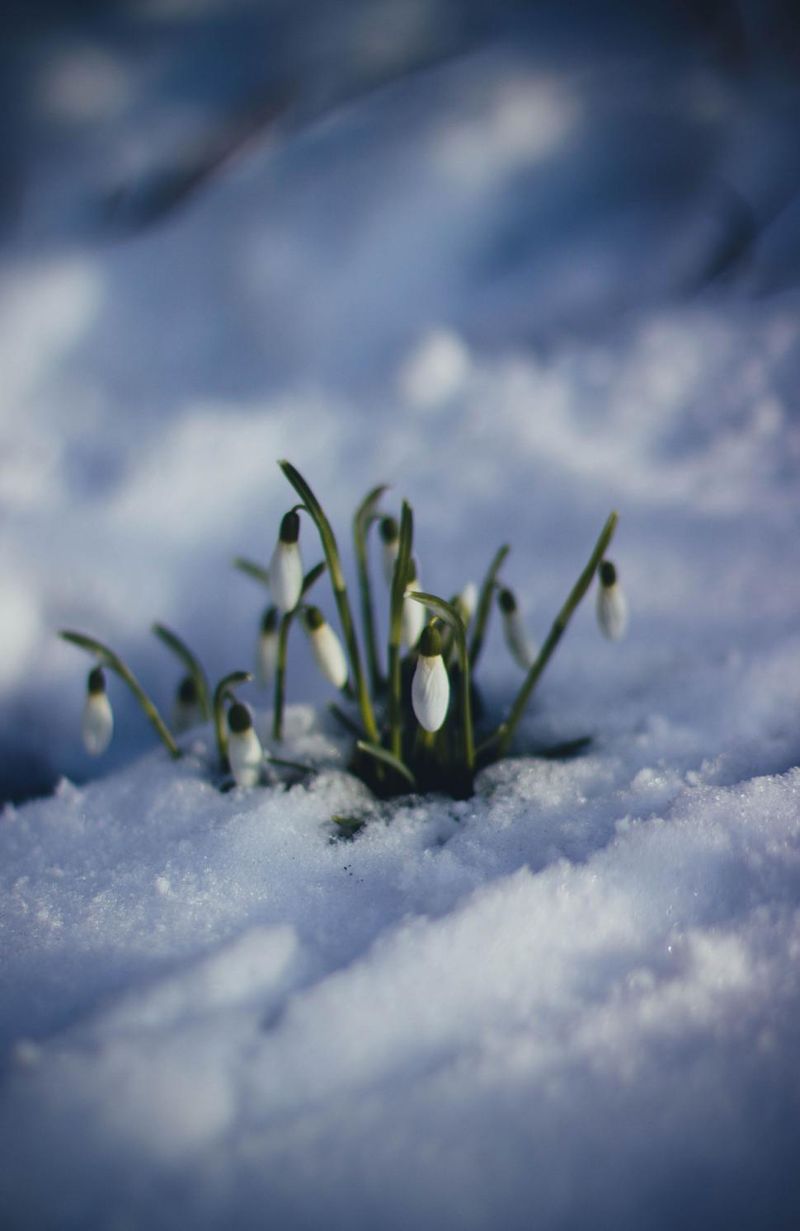 Snowdrop