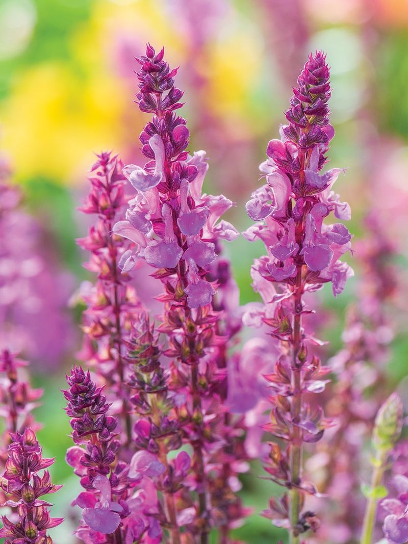 Salvia 'Rose Marvel'
