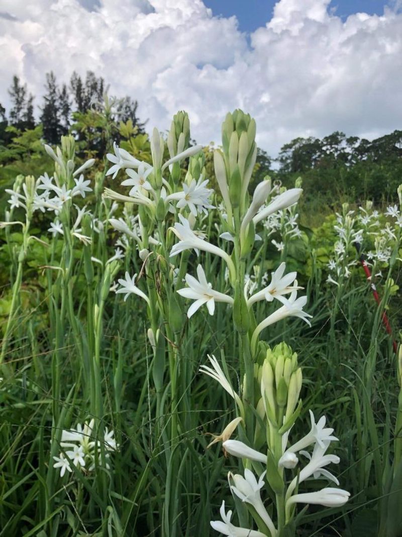 Tuberose