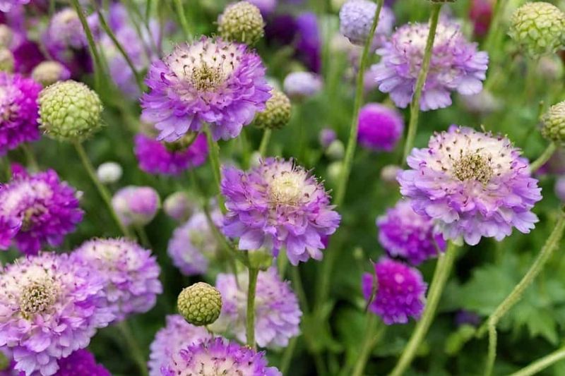 Scabiosa