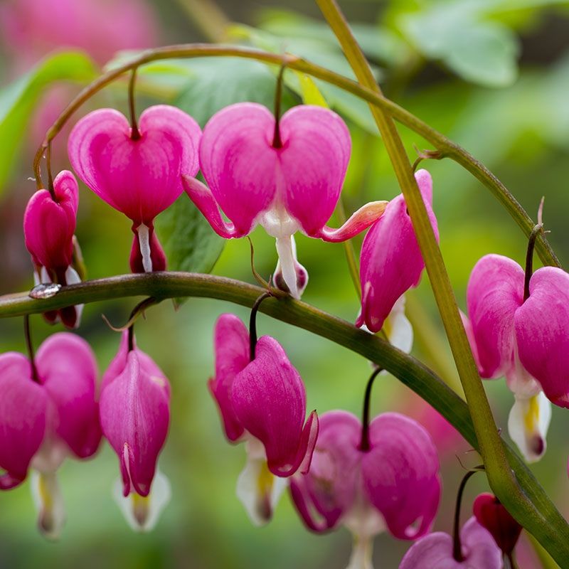 Bleeding Heart