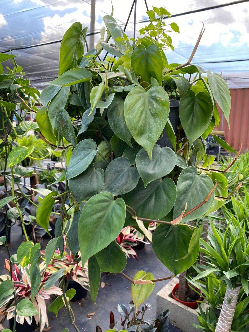 Heartleaf Philodendron