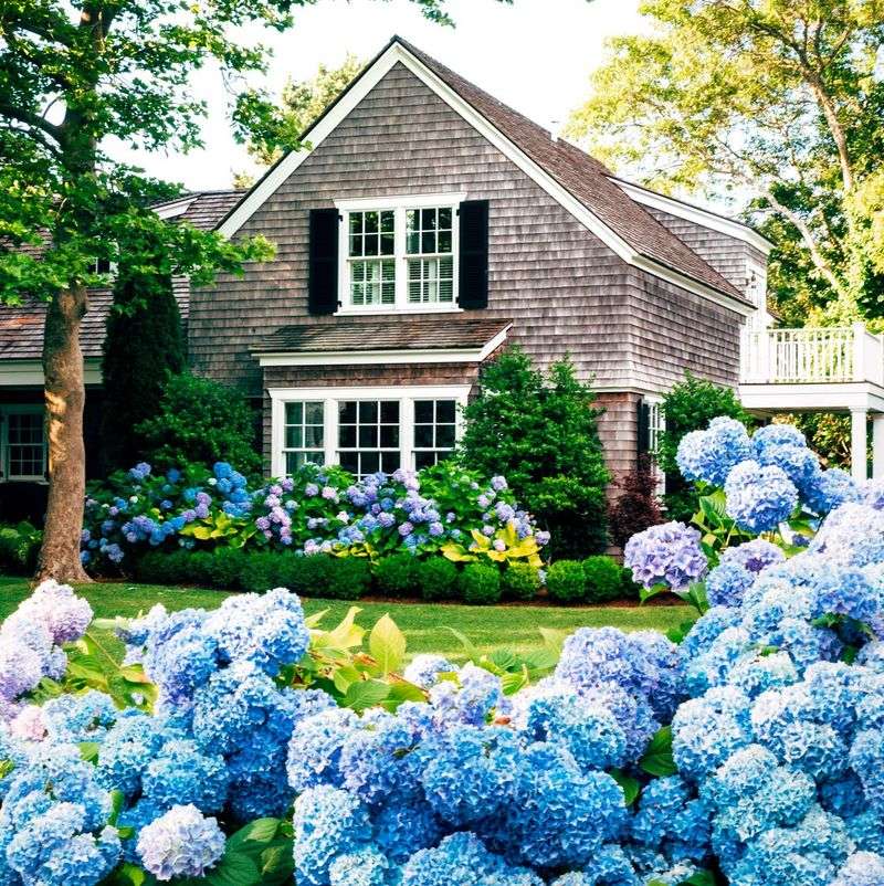 Hydrangeas (Hydrangea macrophylla)