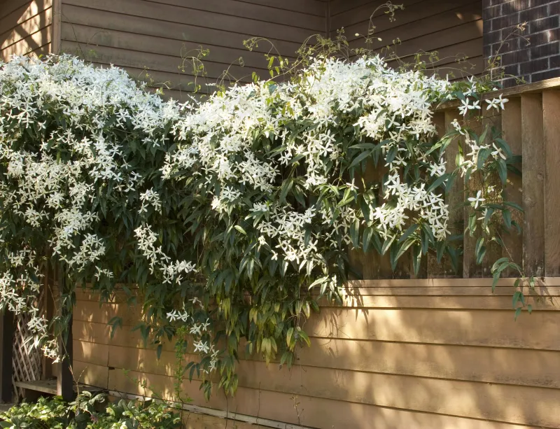 Evergreen Clematis