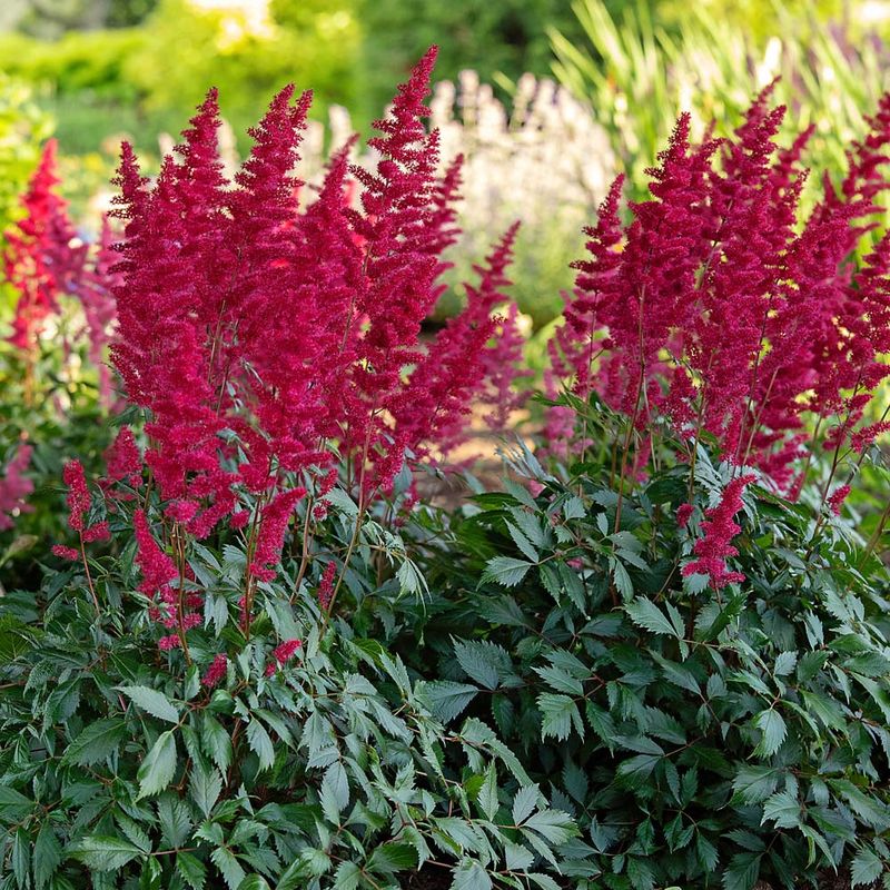 Astilbe