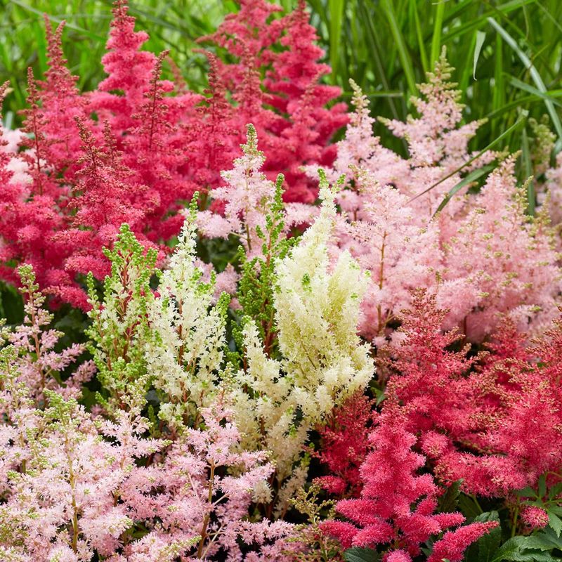 Astilbe