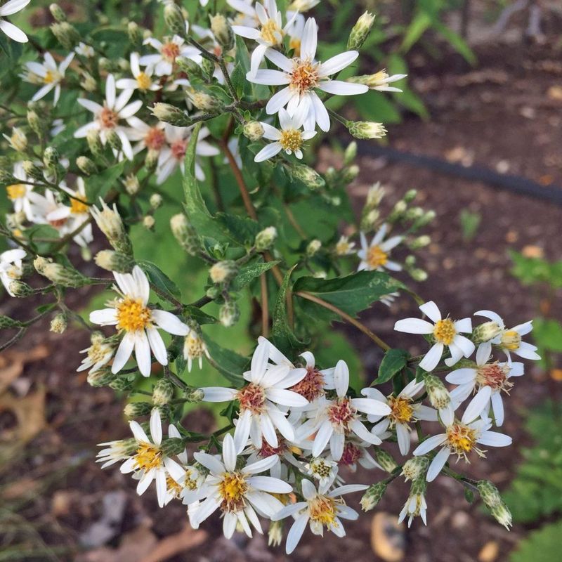 White Wood Aster (Eurybia divaricata)