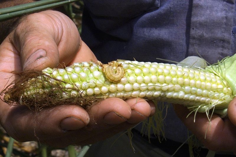 Increased Pest Activity