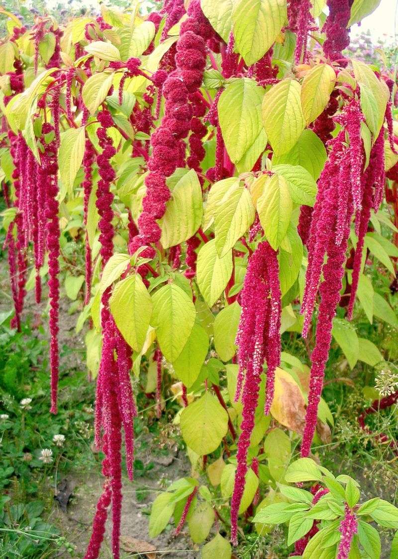 Love-Lies-Bleeding (Amaranthus caudatus) ❤️