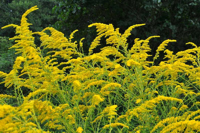 Goldenrod