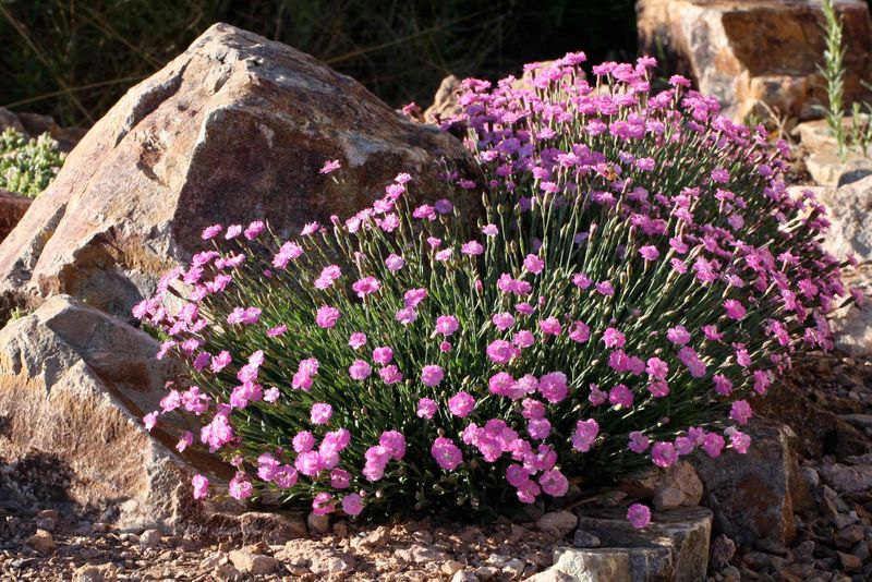 Dianthus