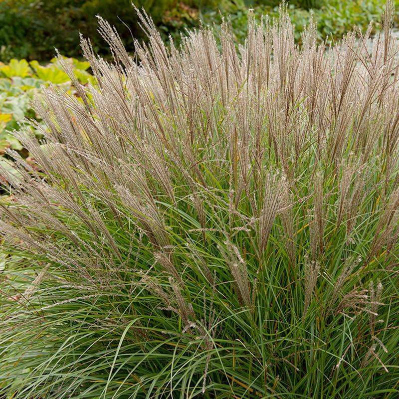 Maiden Grass (Miscanthus sinensis ‘Gracillimus’)