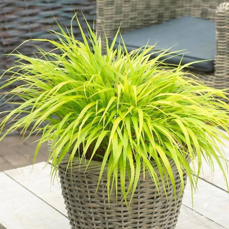 Japanese Forest Grass