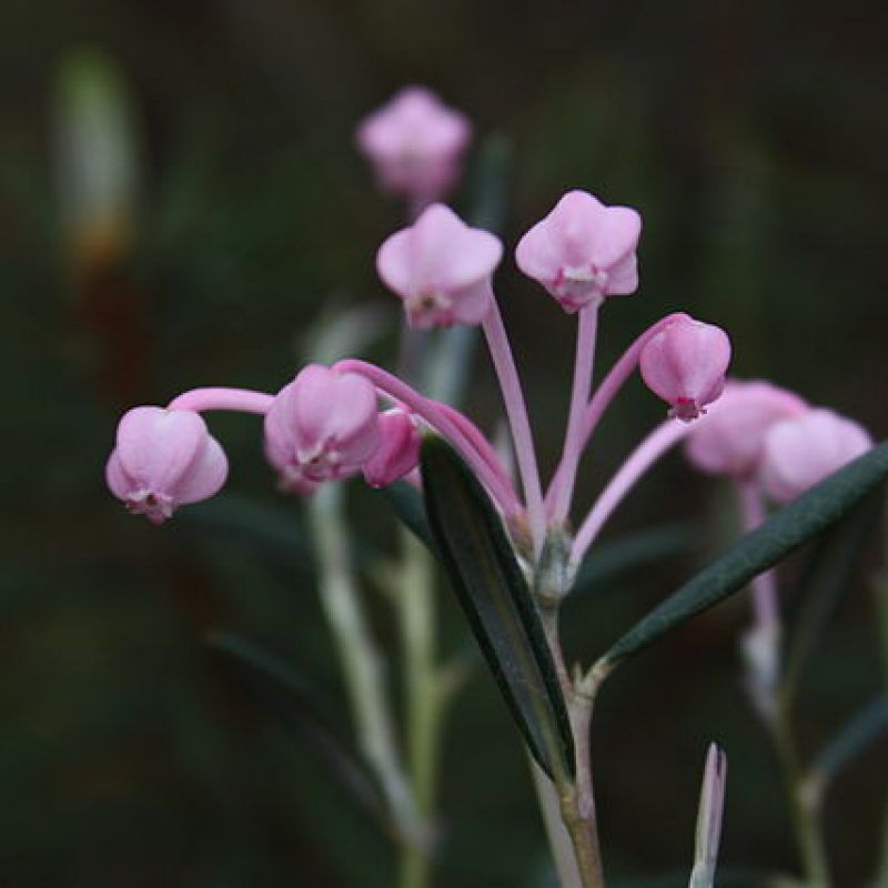 Bog Rosemary