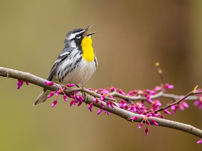 Yellow-Throated Warbler