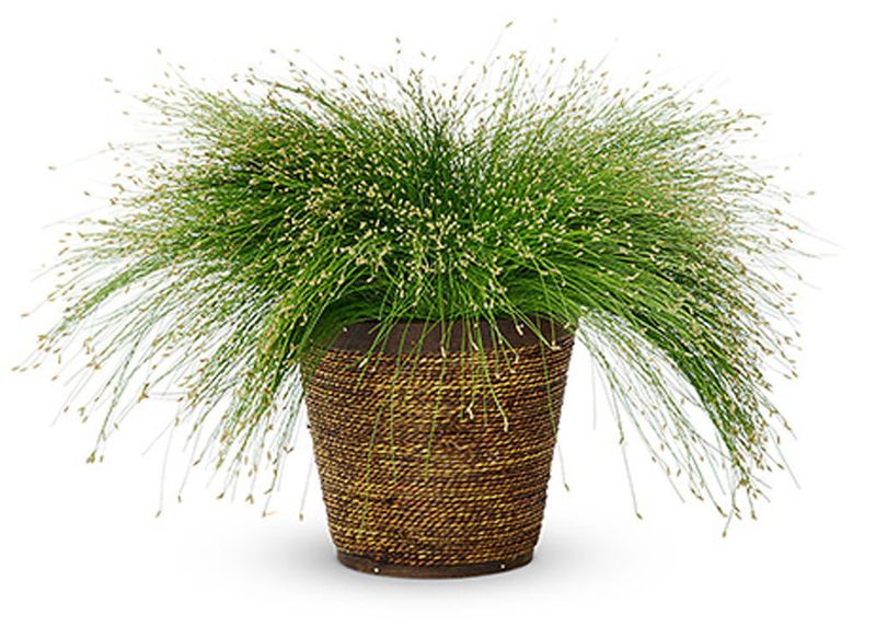 Fiber Optic Grass