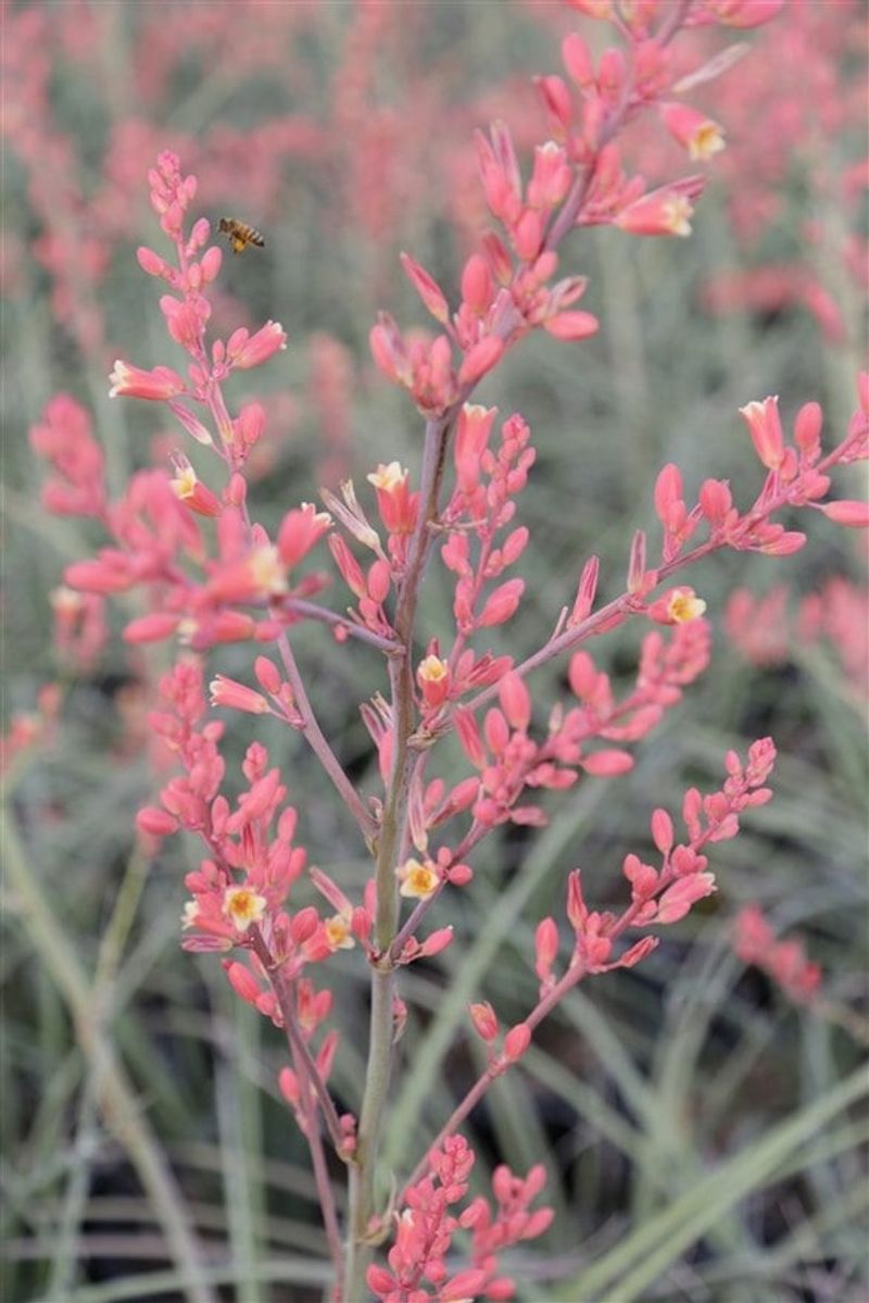 Hesperaloe Parviflora