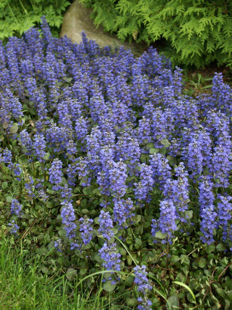 Ajuga Reptans
