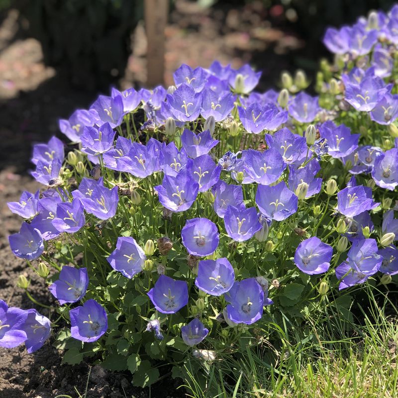 Campanula (Bellflower)