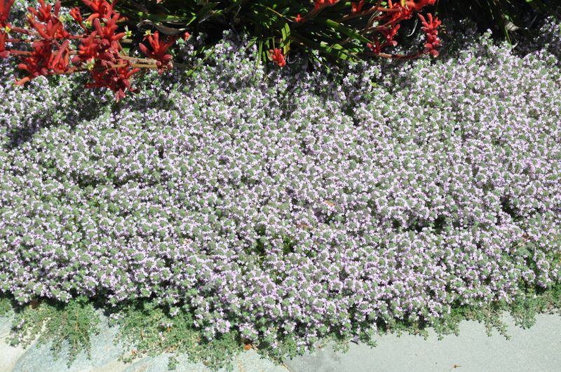 Woolly Thyme (Thymus pseudolanuginosus)