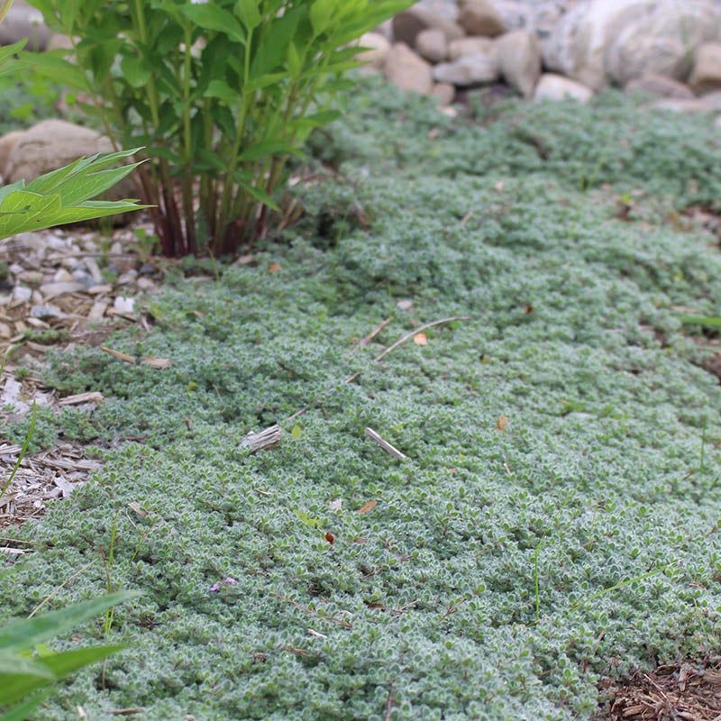 Woolly Thyme (Thymus pseudolanuginosus)