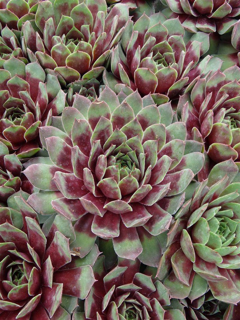 Hens-and-Chicks (Sempervivum spp.)