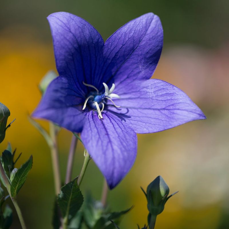 Balloon Flower