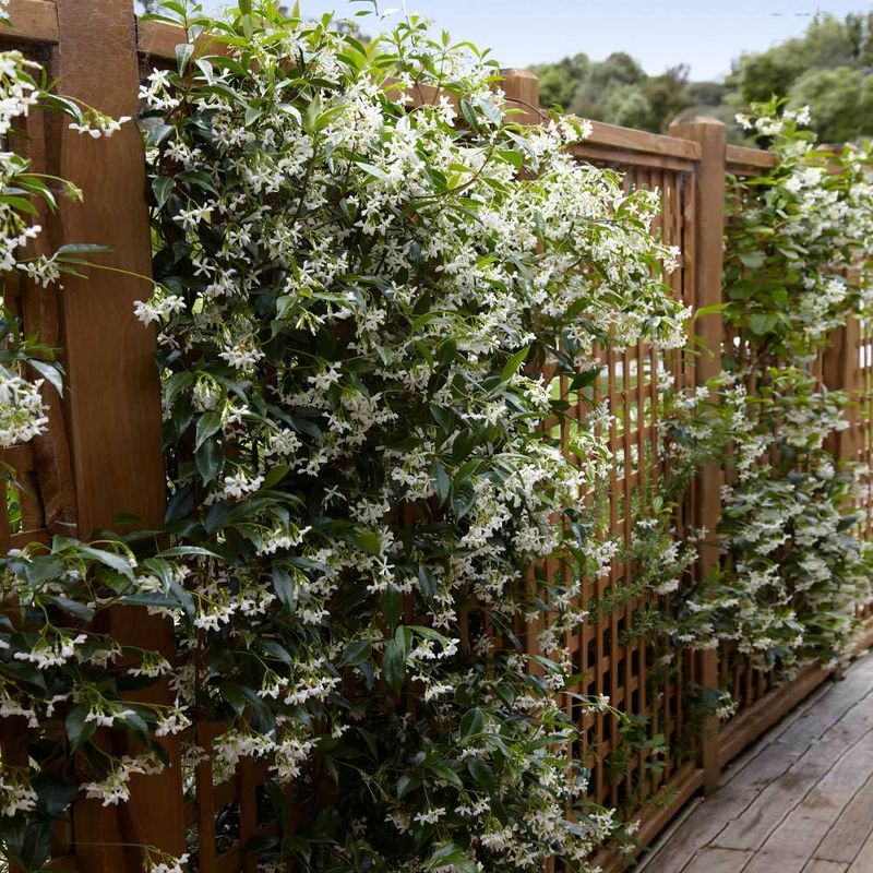 Star Jasmine