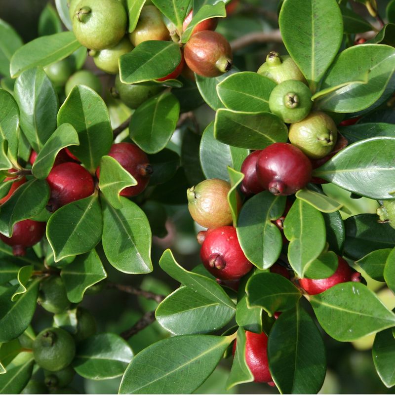 Strawberry Guava (Psidium cattleianum)