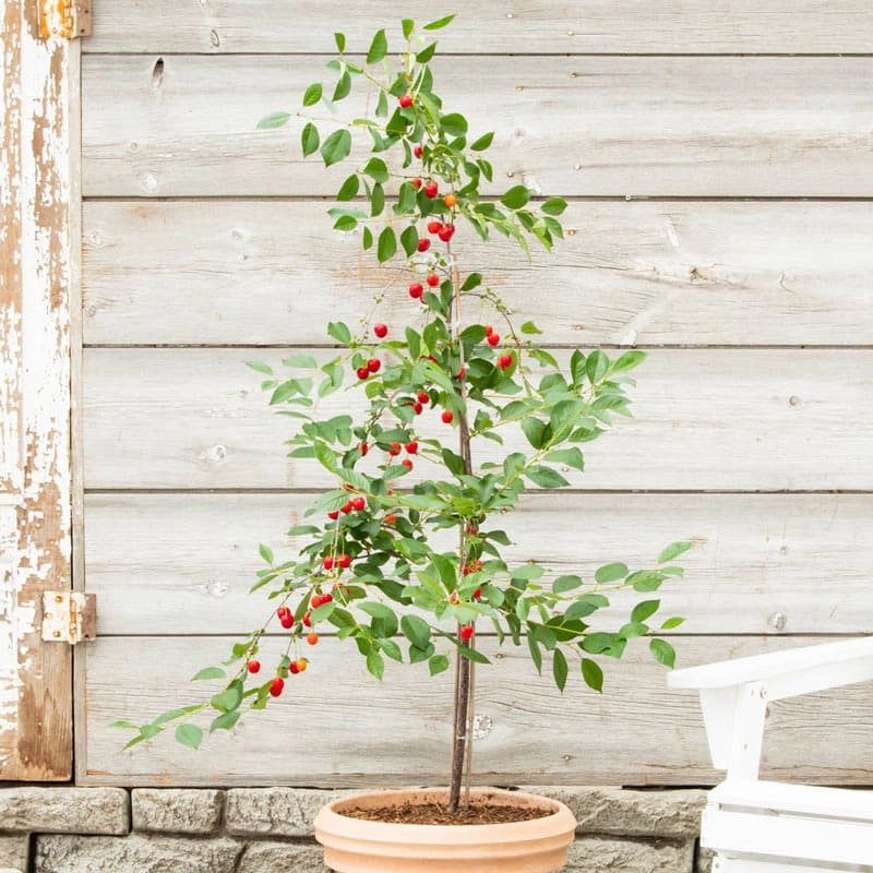 Dwarf Cherry Tree