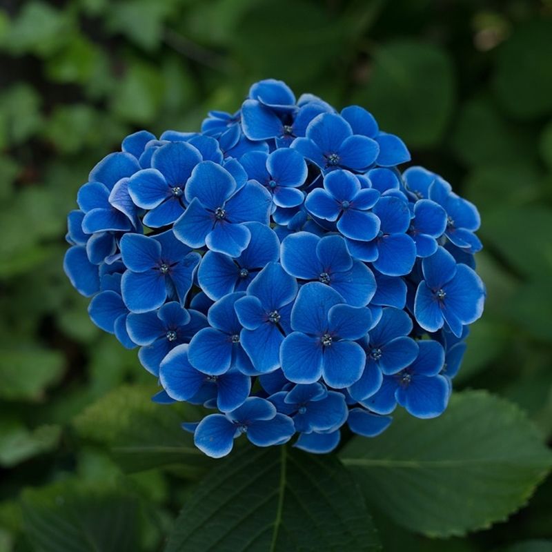 Nikko Blue Hydrangea