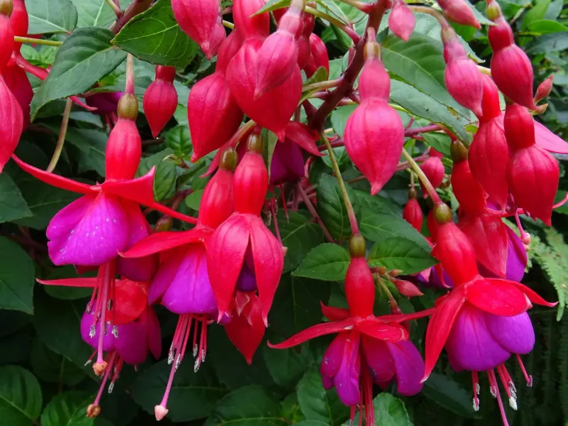 Fanciful Fuchsia Fantasy