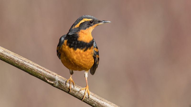 Varied Thrush