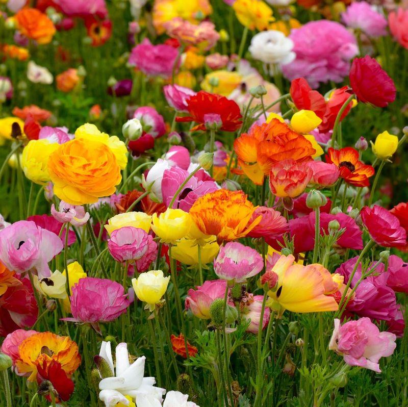 Radiant Ranunculus Ring