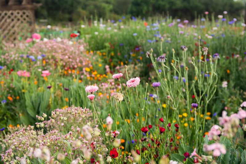 Tiny Wildflower Meadow