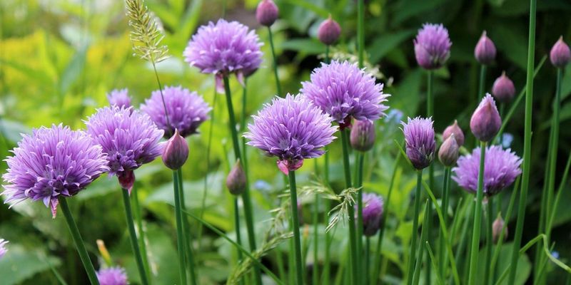 Chives