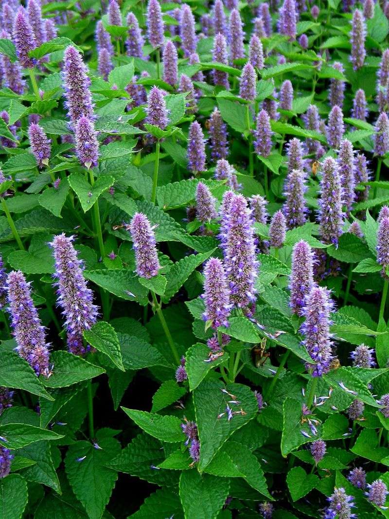 Hyssop
