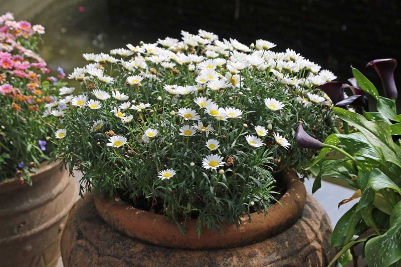 Chamomile (Matricaria chamomilla)